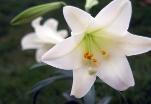 mothersdayflowers